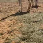 بكره مفروده باتليه
