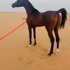 حصان كفو للبيع