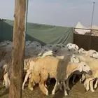 ضان ورخال صنف