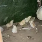 دجاجه مفرخه