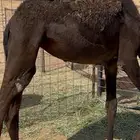 مفروده عادها ترضع امها
