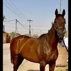 حصان انجليزي