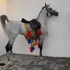 خيل