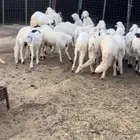 سواكن بيض مرباه