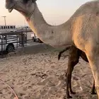 خلفه شقحا مصغر منيحه