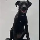 انثى بيتبول مكس روت