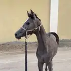 مهره شعبيه