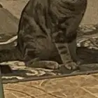 فحل بنقال طالب التزاوج للبيع