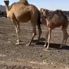 نياق عشاير