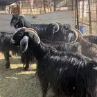 معزا مضاريع