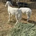 دواغير خروف ورخل