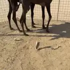 قعدان مجاهيم طيبه