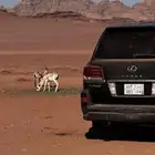 لوحات مميزه دحه  ندح