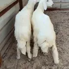 خروف حري