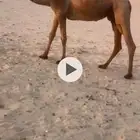 مجهم مصعد تصلح ضيار