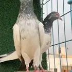 حمام باكستاني