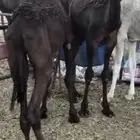 حشو