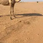 ناقه خلفه للبيع