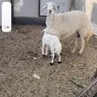 شاه جذعة صنف تحتها طلي