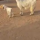 مشروكه متبع فاخره