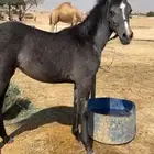 للبيع مهره شعبيه