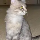 قطه تبغى تتزاوج وابي يتزاوج مع شيرازي