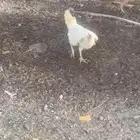 دجاج بلدي بياض
