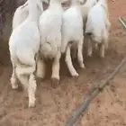 للبيع هرافى حريات فاخرره