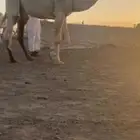 قعود جذع باتلي امه غيثيه وعليها وسم ال سباع المساعره