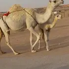 خلفتين طيبات