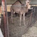 قعود طيب ومغلق