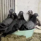 حمام صنعاني شيبه