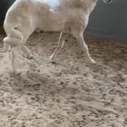 خروف فحل حري