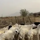 طليان ضحايا