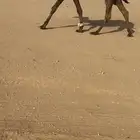 للبيع قعود اصفر باكستاني