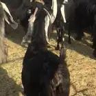 معزا عوارض مراح