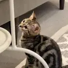 قطه للتبني