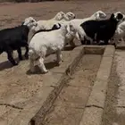 خرفان حريات