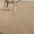 اللبيع العونيه اللقحه على باتلي وعلى جميع شروط