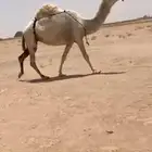 للبيع ضريبة كفو