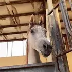 مهره
