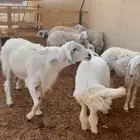 فحل حري جبر للبيع