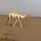 للبيع لقيه