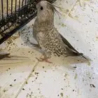 كروان اليف هولندي