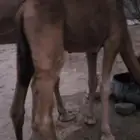 قعدان
