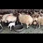 غنم نعيم دفيع