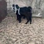 جفارات عوارض طيبه ظهورها فل