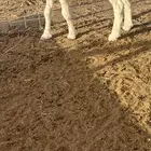 تمم البيع