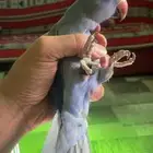انثى دره هولندي فايلوت