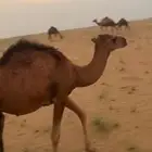 قعود عمره سنة